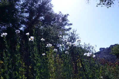 DSC_2043 (Large).JPG